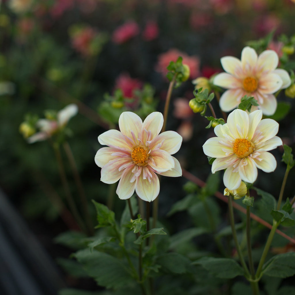 Dahlia Appleblossom – Floret Library