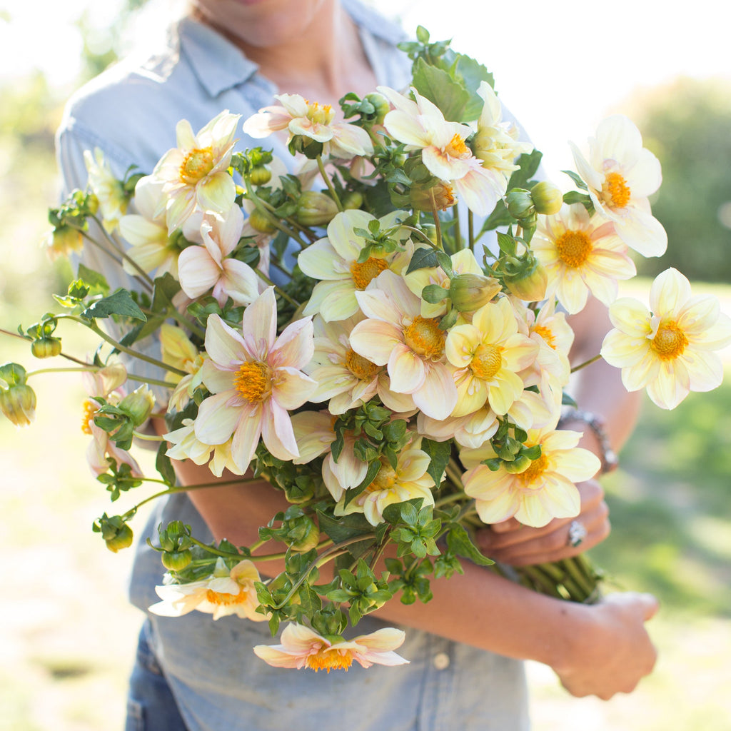 apple blossom dahlia seeds Dahlia Appleblossom – Floret Library