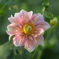 A close up of Dahlia Appleblossom