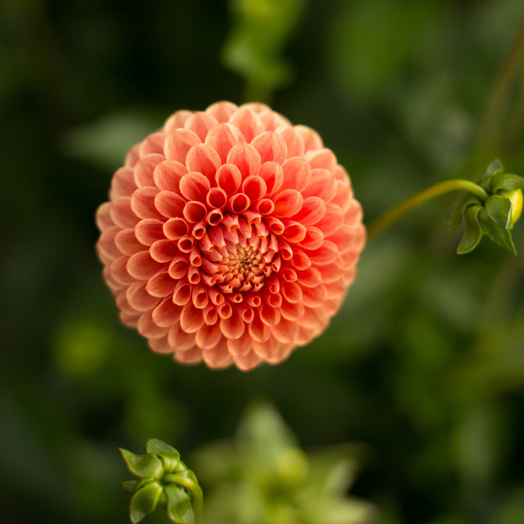 Dahlia Beatrice – Floret Library