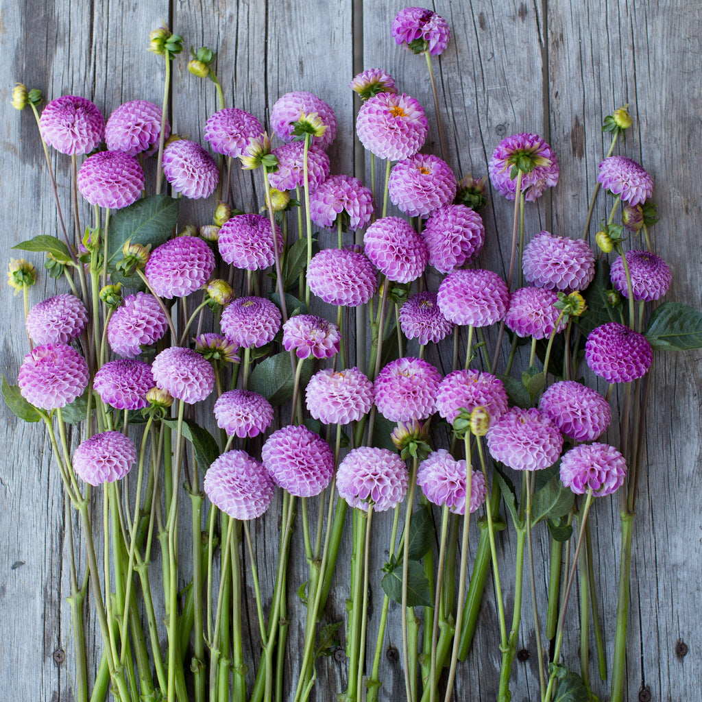 Dahlia Frank Holmes – Floret Library