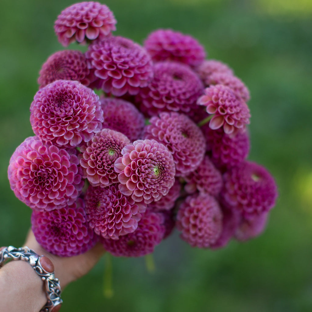 Dahlia Koko Puff – Floret Library Dahlia Koko Puff – Floret Library
