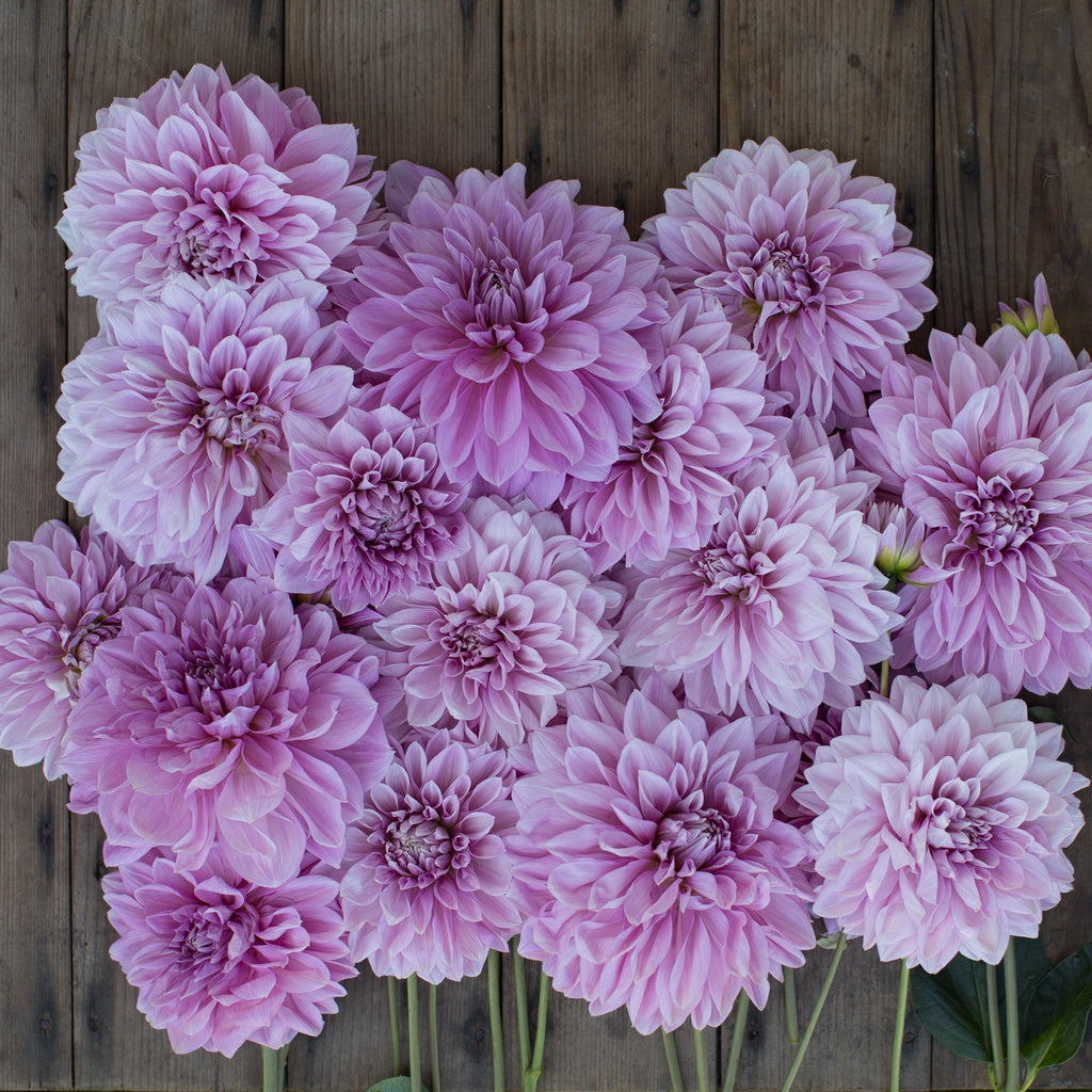 lavender dahlia flower Dahlia Lavender Perfection – Floret Library