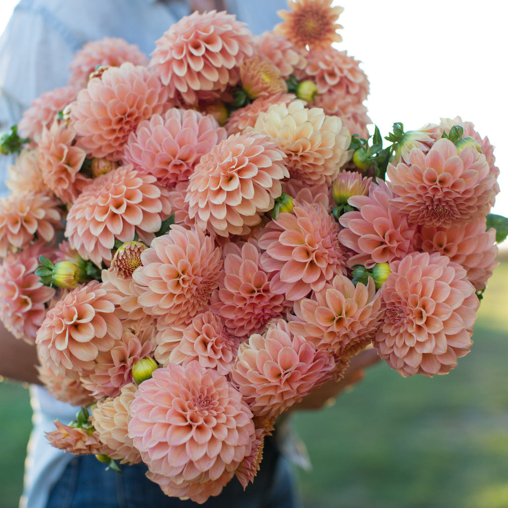 Dahlia Rock Run Ashley – Floret Library