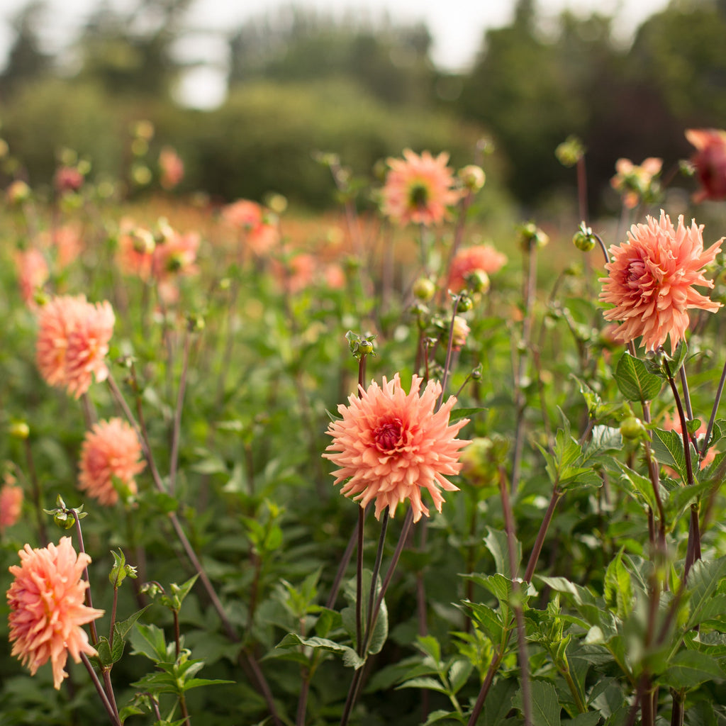 Dahlia Terracotta Floret Library