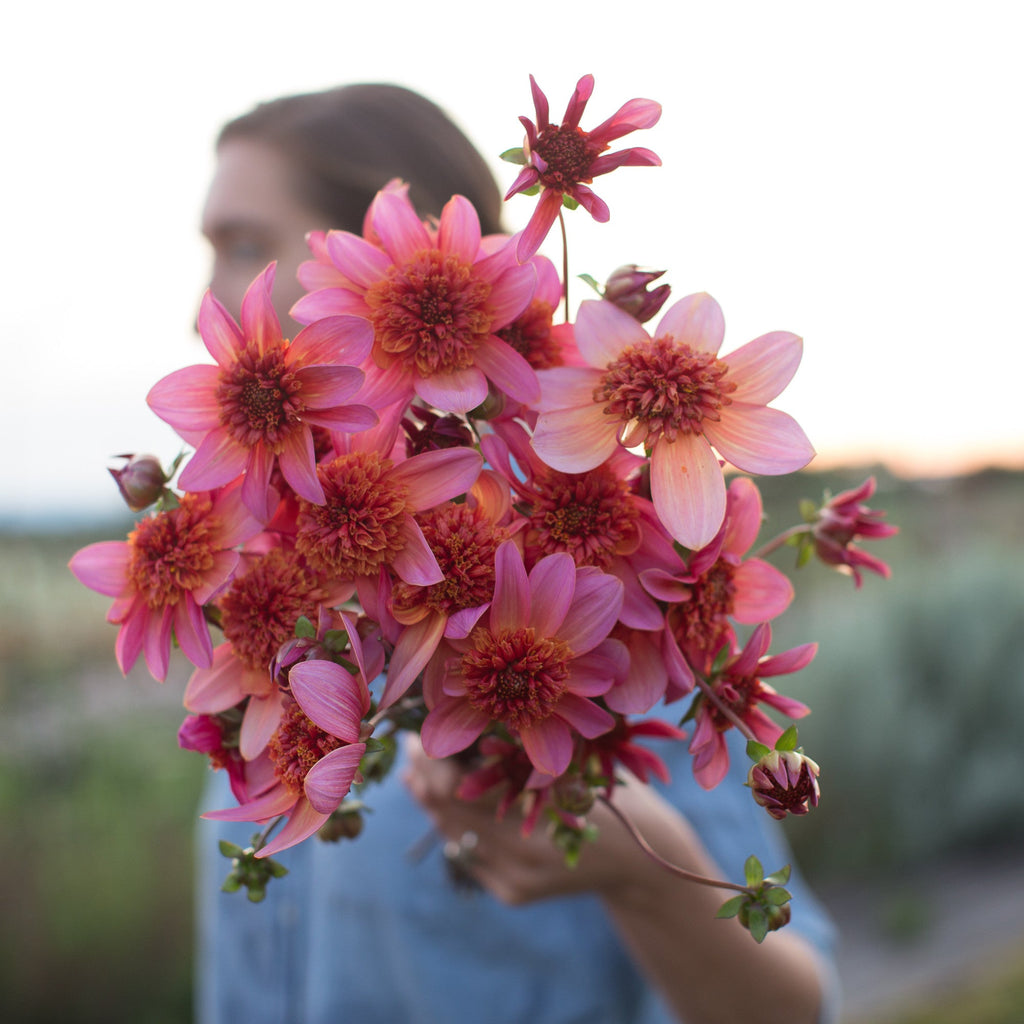 dahlia totally tangerine seeds Dahlia Totally Tangerine – Floret Library
