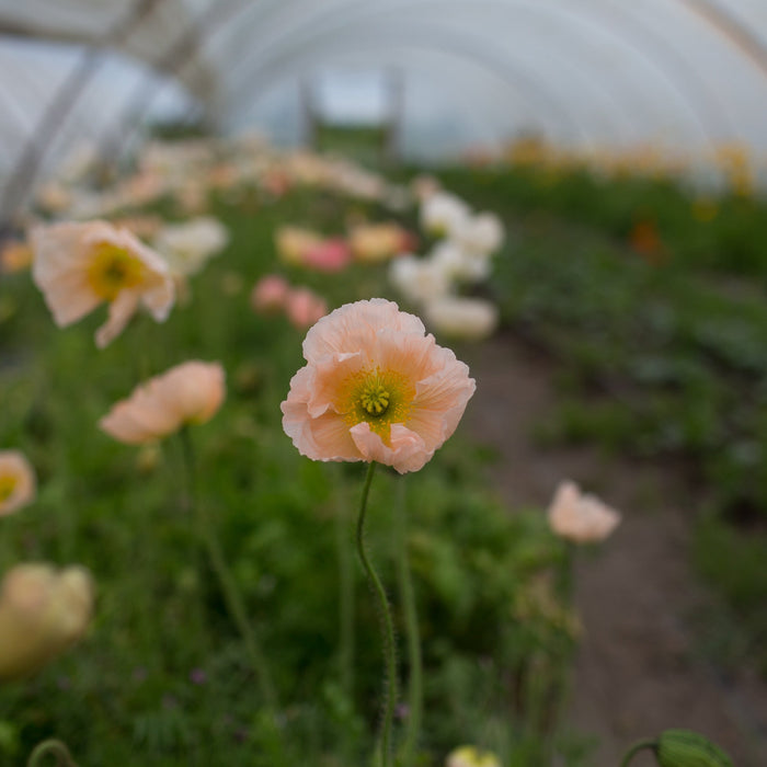 Iceland Poppies Giant Peach growing in the field