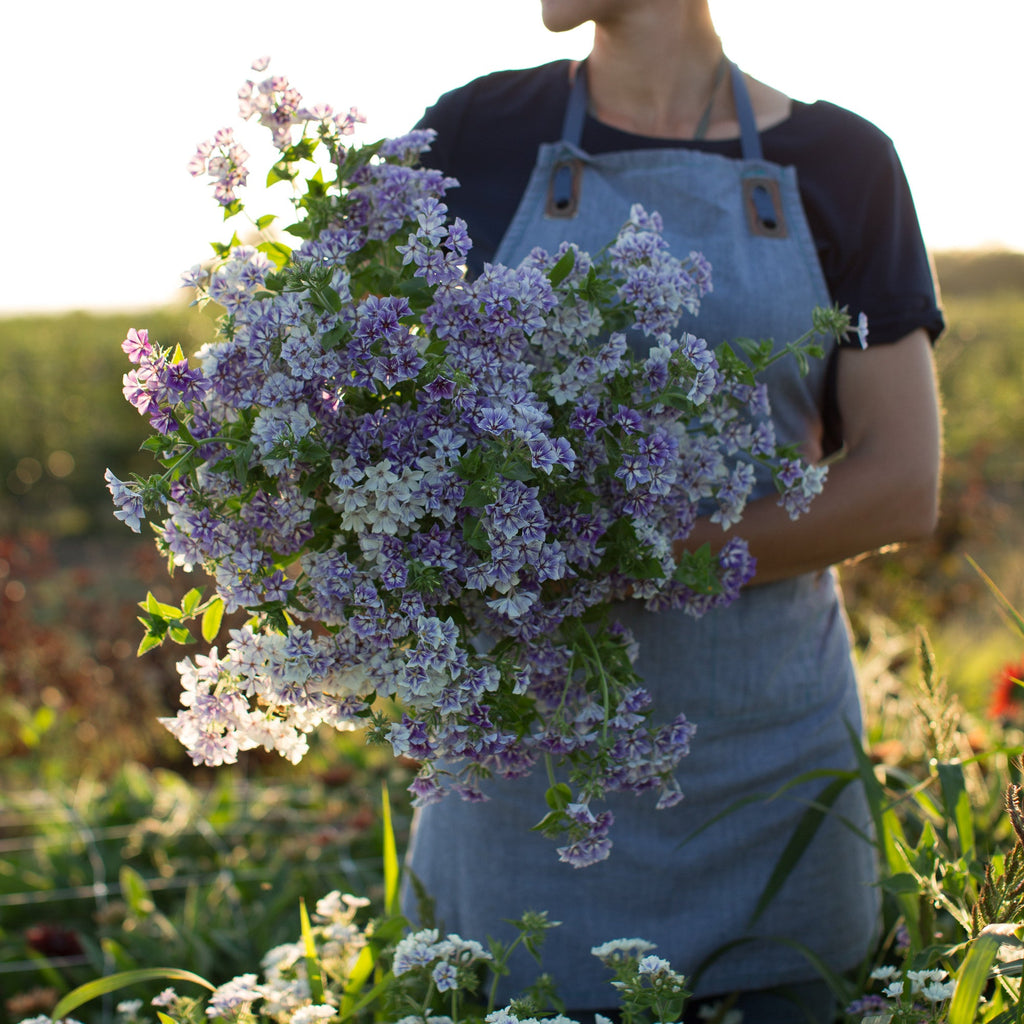 Phlox Sugar Stars – Floret Library