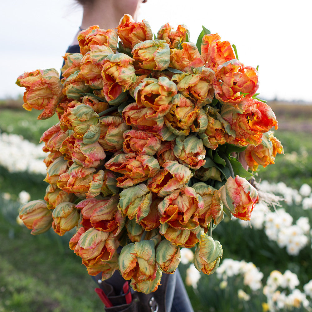Tulip Professor Röntgen – Floret Library