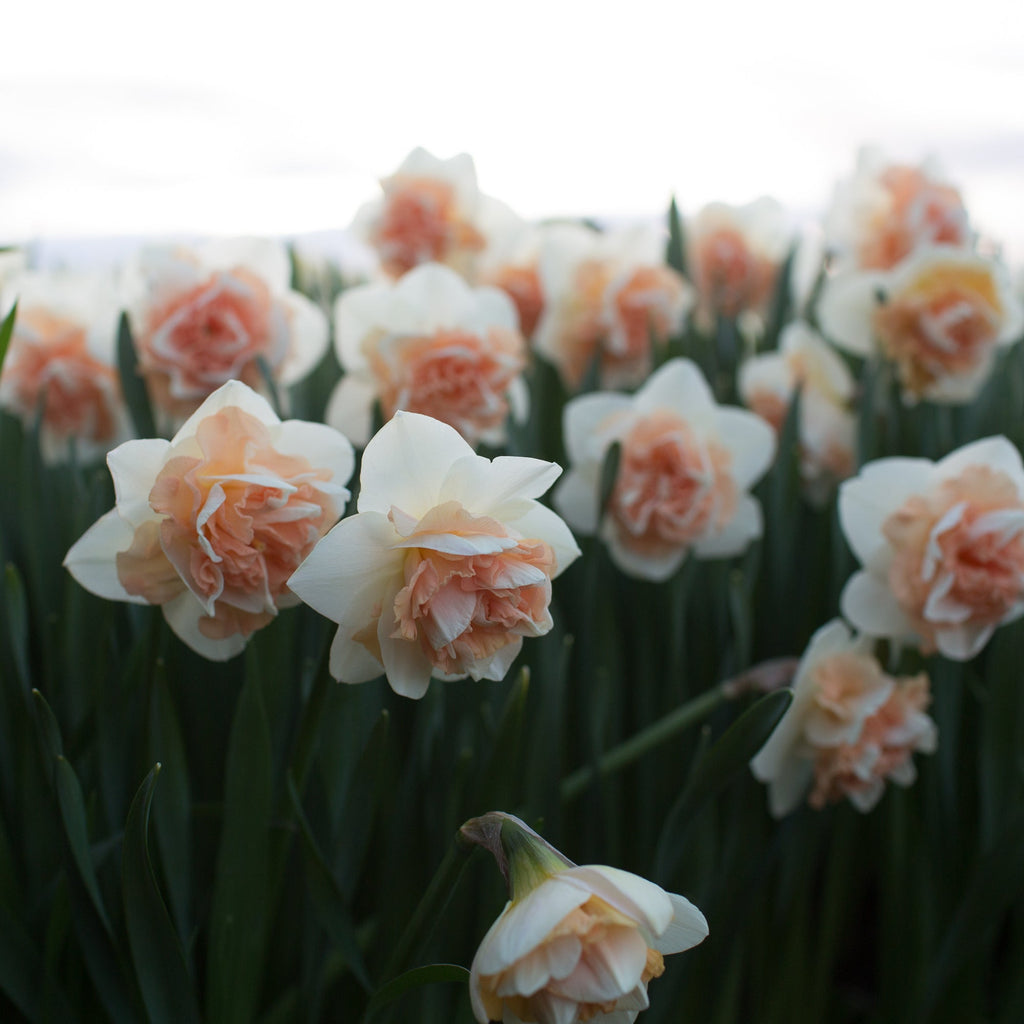 Narcissus♡即完売プチネック Large Cupped Narcissus Arctic Power | Van Engelen Wholesale Flower