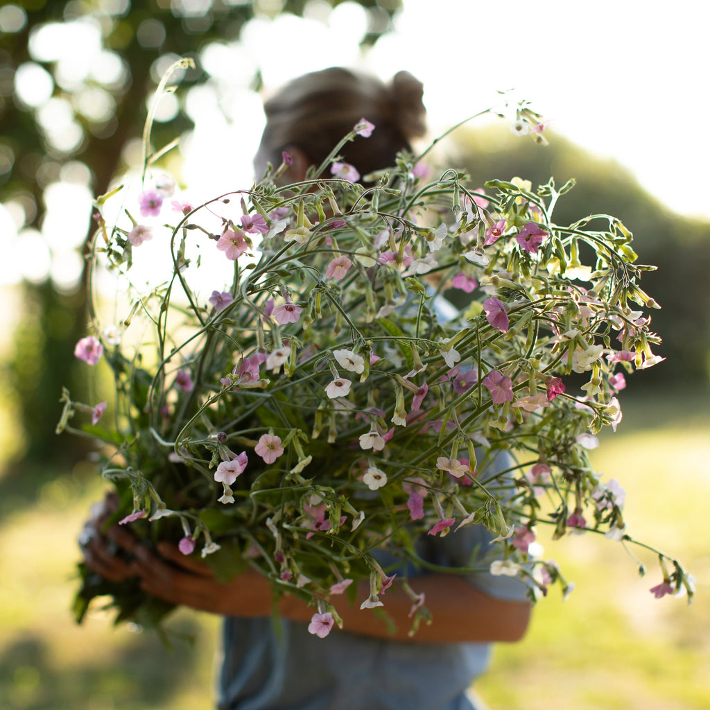 pink tobacco flower Toxicology Answer: The Pretty and Toxic - Page 2 of 4 - ACEP Now Tobacco Blossom in Perfumery |