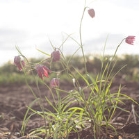 Fritillaria Meleagris Mixed growing in the field