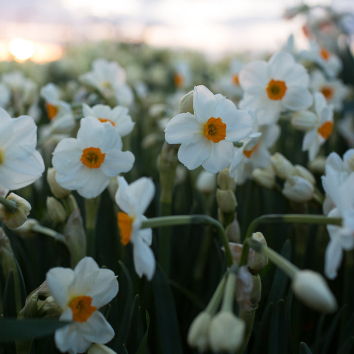 A close up of Narcissus Geranium