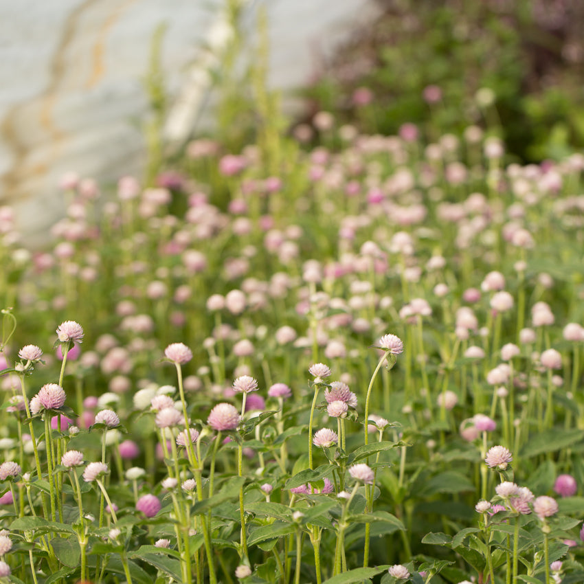 Globe Amaranth Pastel Mix Floret Library