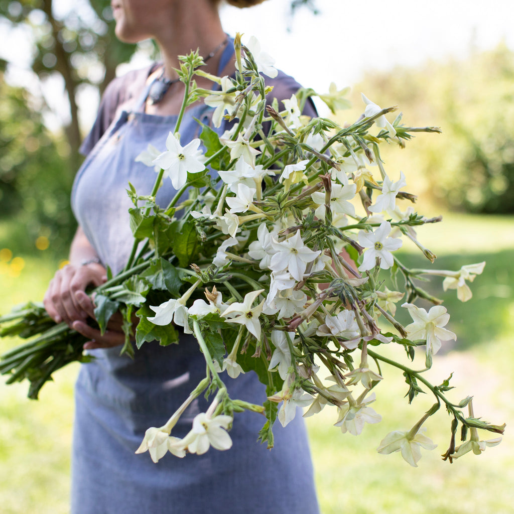 tobacco plant flower Flowering Tobacco Grandiflora – Floret Library tobacco plant flower Flowering Tobacco Grandiflora – Floret Library