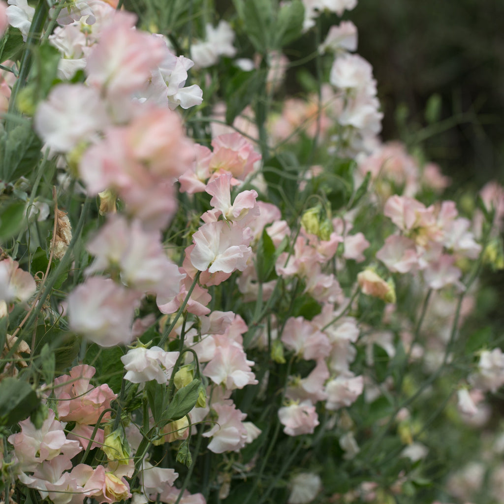 Sweet Pea Jill Walton – Floret Library