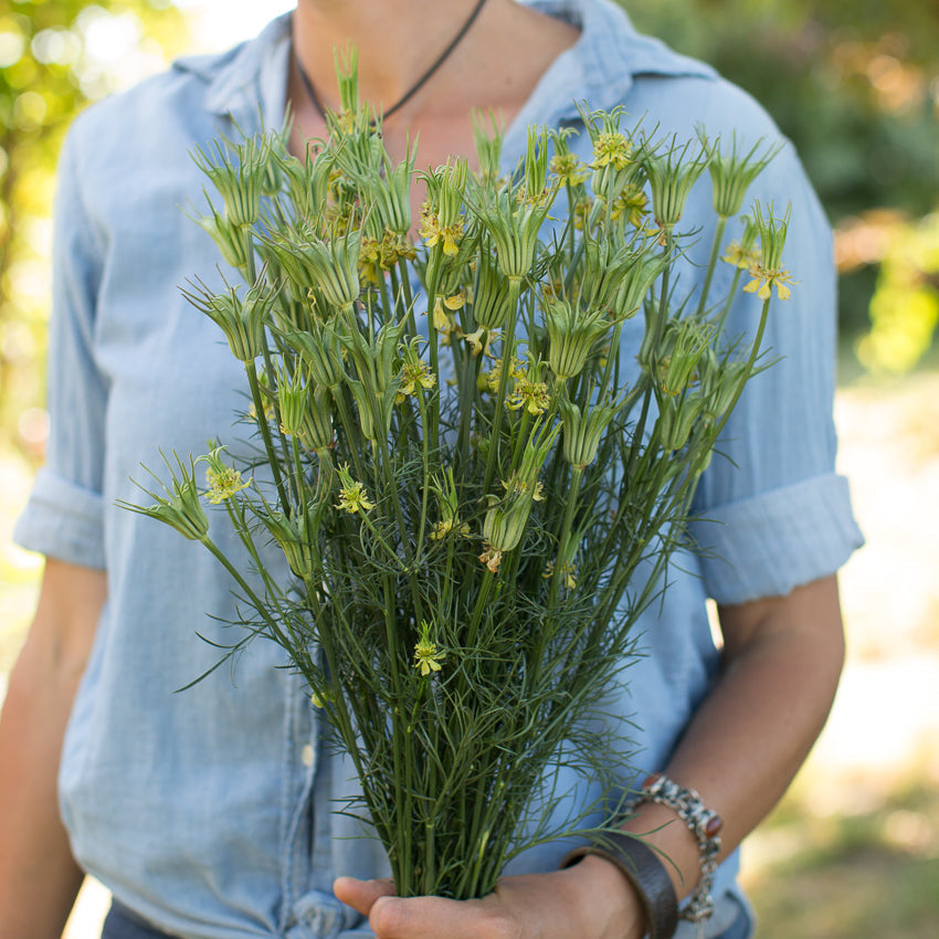 Love-in-a-mist Transformer – Floret Library