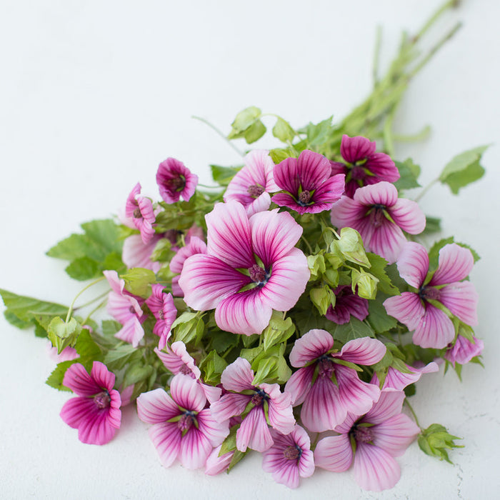 A bunch of Malope Queen Pink