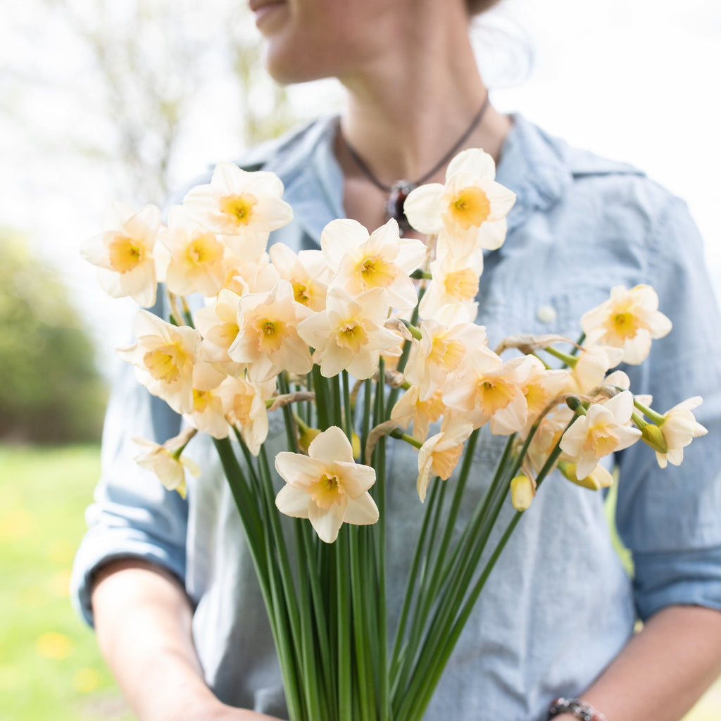 In Praise of Mini-Daffodils