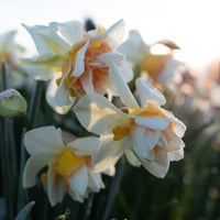 A close up of Narcissus Replete