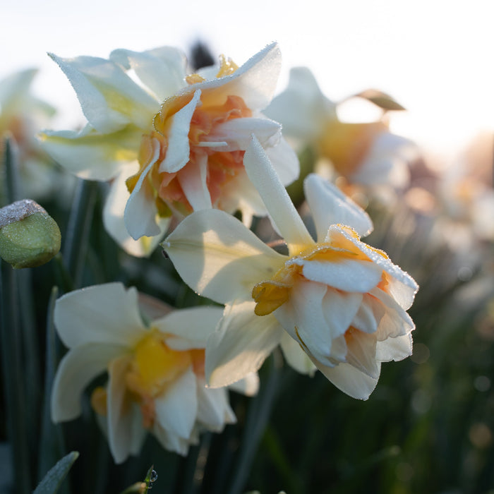 A close up of Narcissus Replete