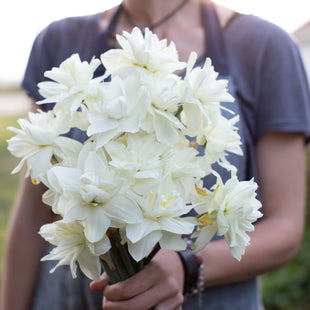 A handful of Narcissus White Medal