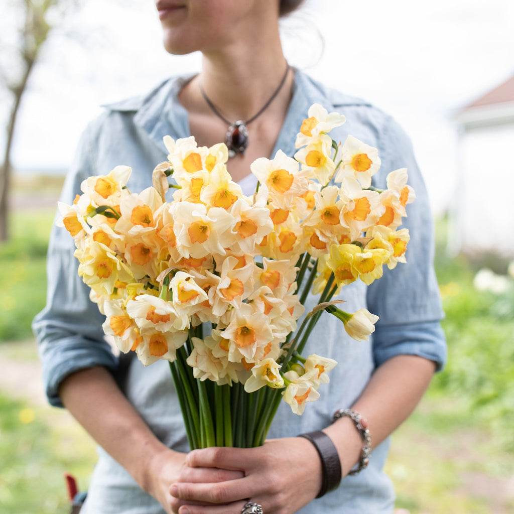 Narcissus Yazz – Floret Library