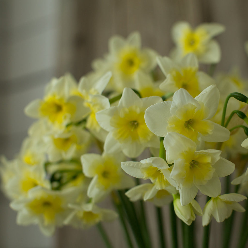 Narcissus Tristar – Floret Library