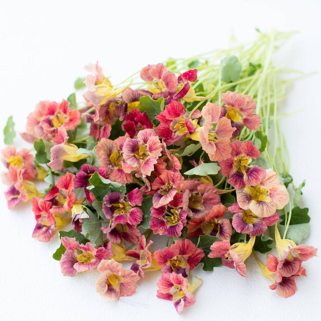 nasturtium ladybird rose seeds Nasturtium Ladybird Rose – Floret Library