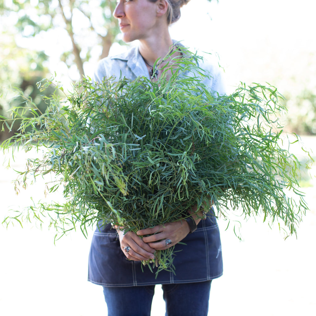 10 Graines Eucalyptus Nitens Brillant - Arbre Jardin, Shining Gum, Croissance Rapide, Fraîches - 5