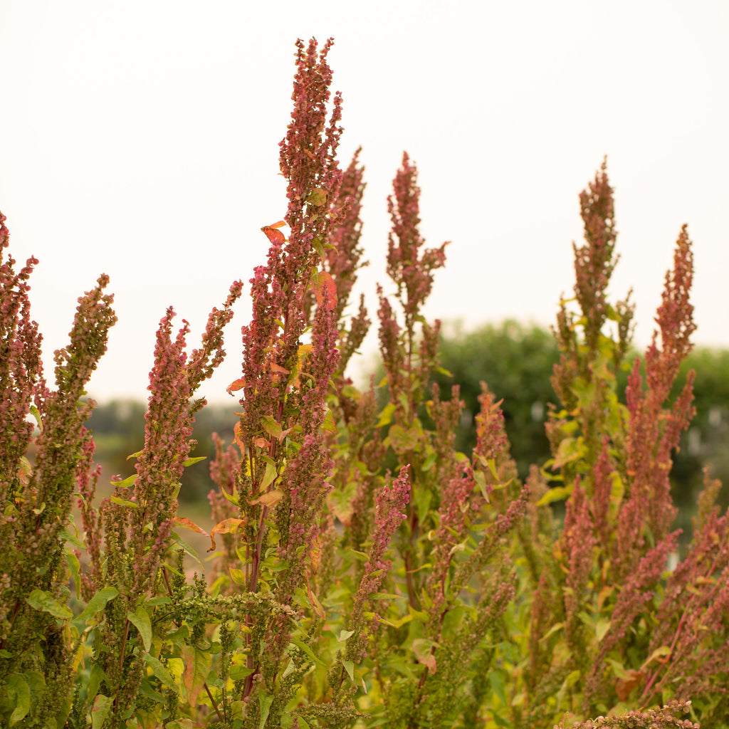 Orach Ruby Gold Floret Library