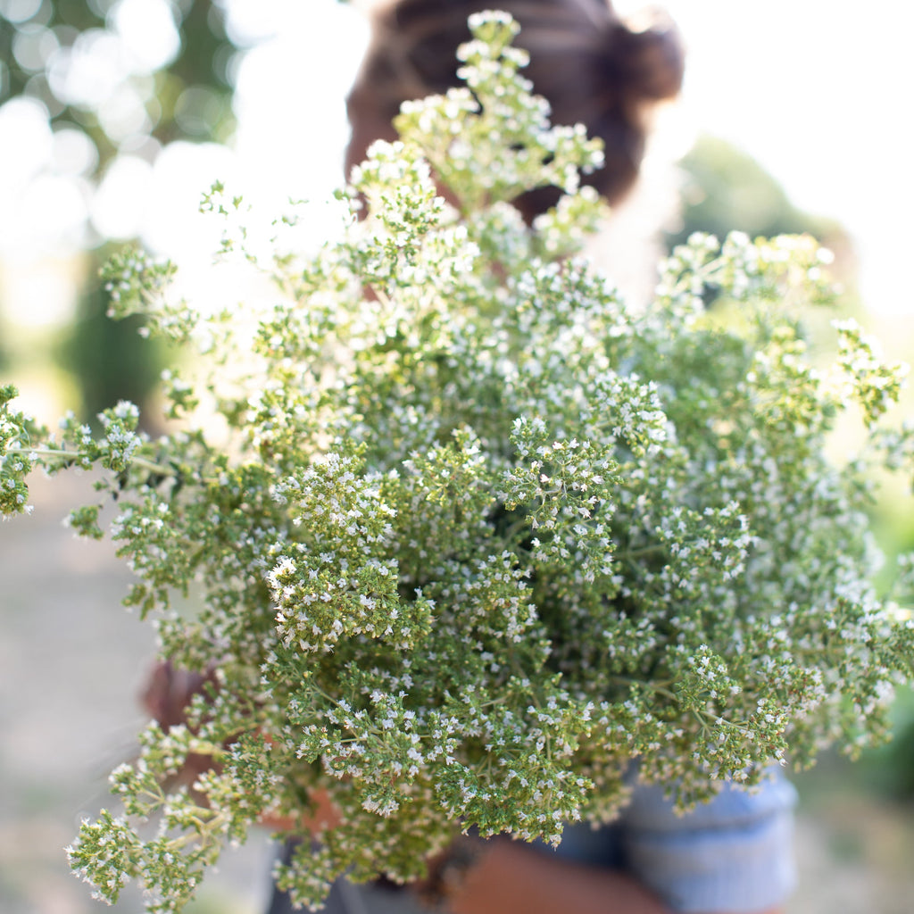 Oregano Greek Floret Library