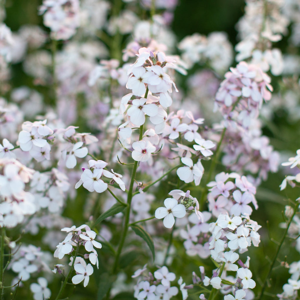 Sweet Rocket Pale Lavender – Floret Library
