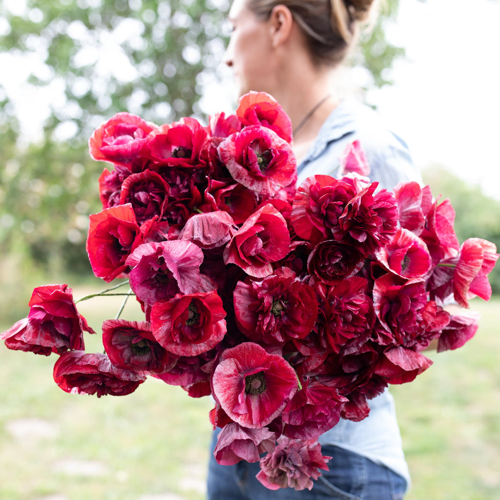 Shirley Poppy Pandora – Floret Library