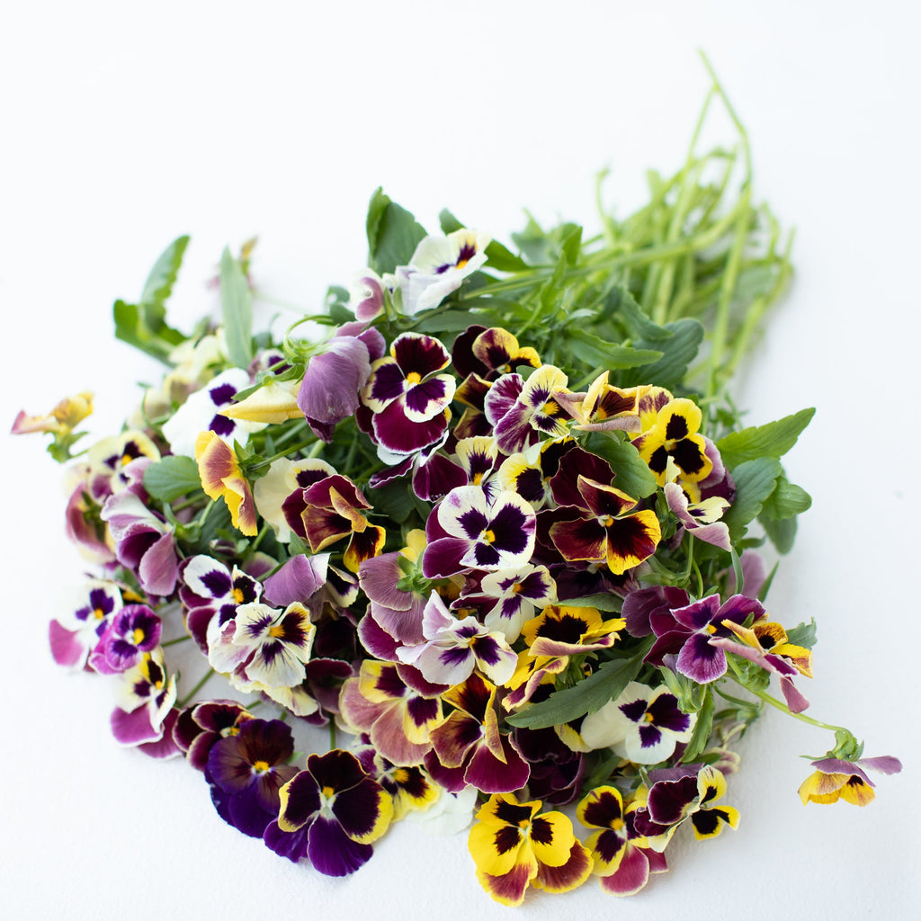 Pansy Aalsmeer King Size Mix – Floret Library