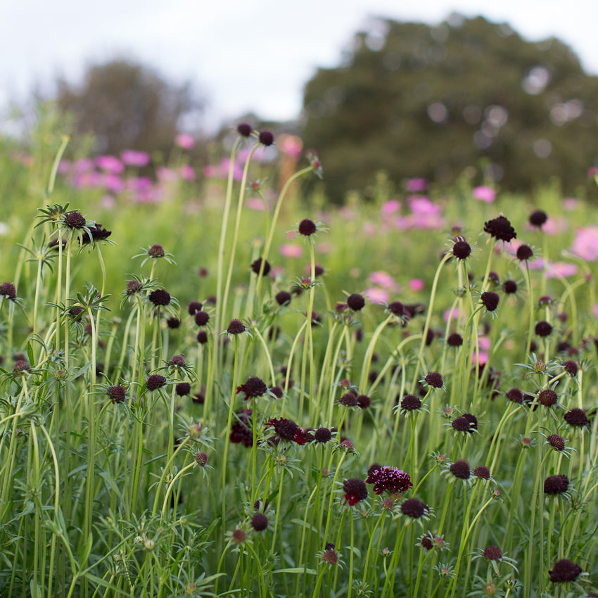 Pincushion Flower Black Knight Floret Library