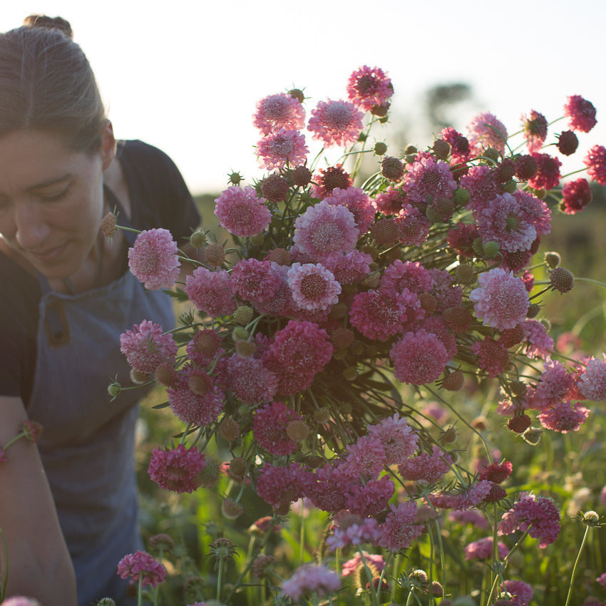 Pincushion Flower Salmon Queen Floret Library