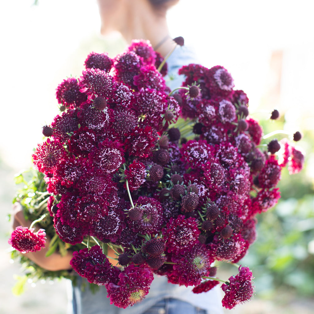 Pincushion Flower Summer Sangria Floret Library