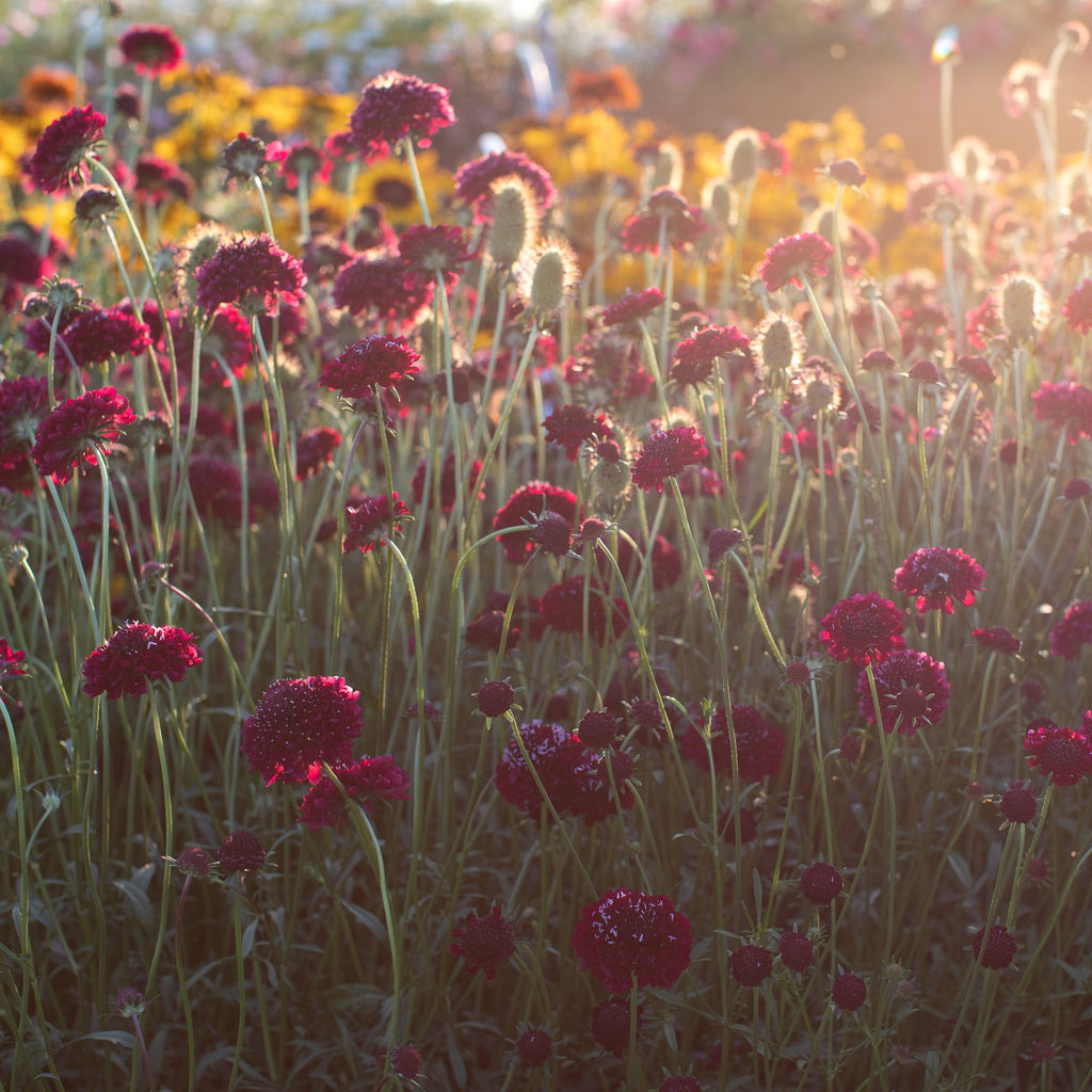Pincushion Flower Summer Sangria Floret Library