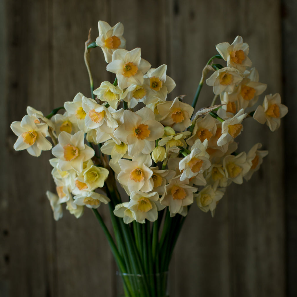 In Praise of Mini-Daffodils