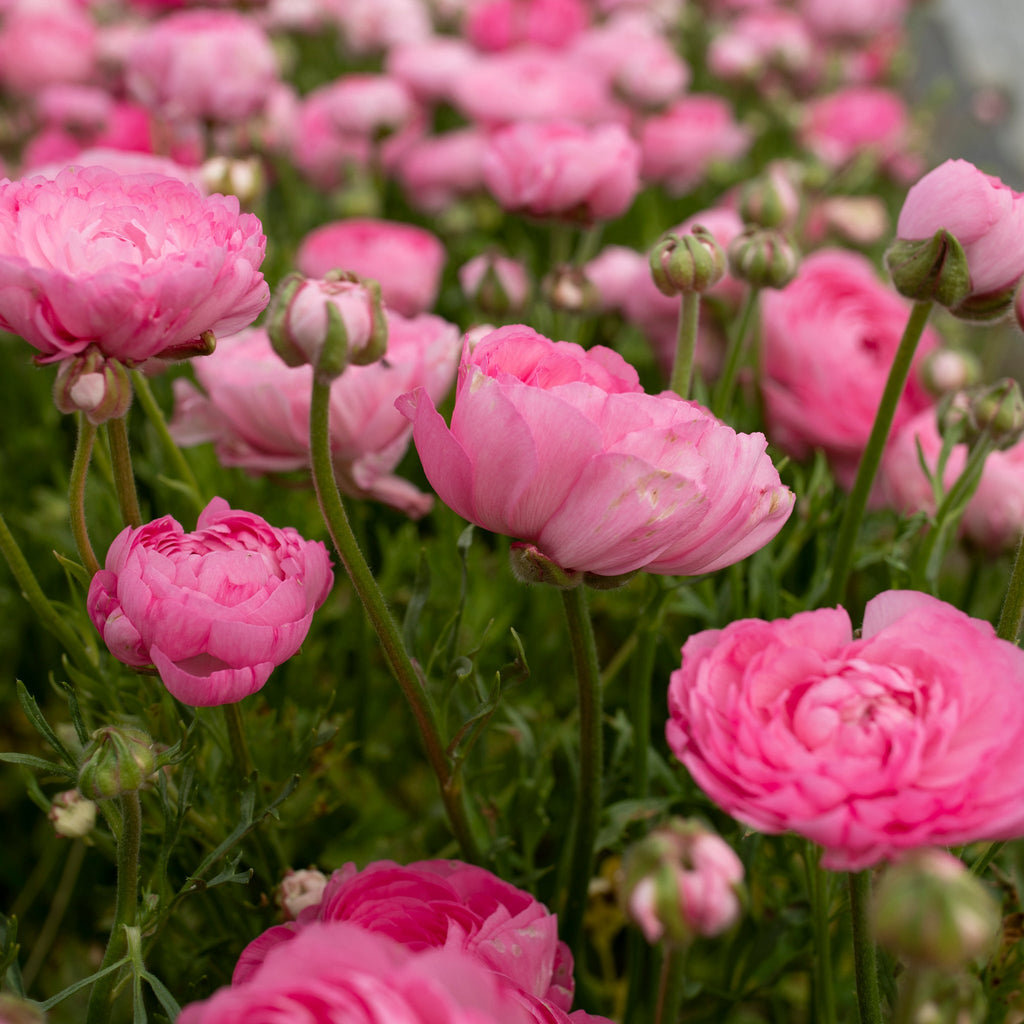 Ranunculus Amandine Rose – Floret Library