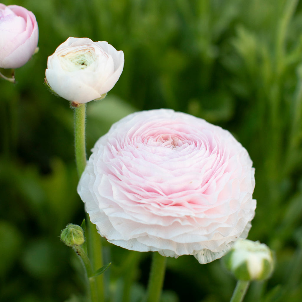 Ranunculus Amandine Chamallow Floret Library