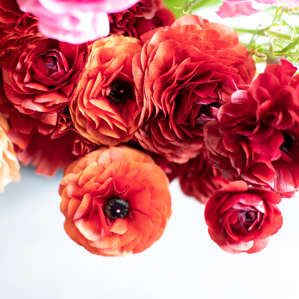 Ranunculus La Belle Chocolate – Floret Library