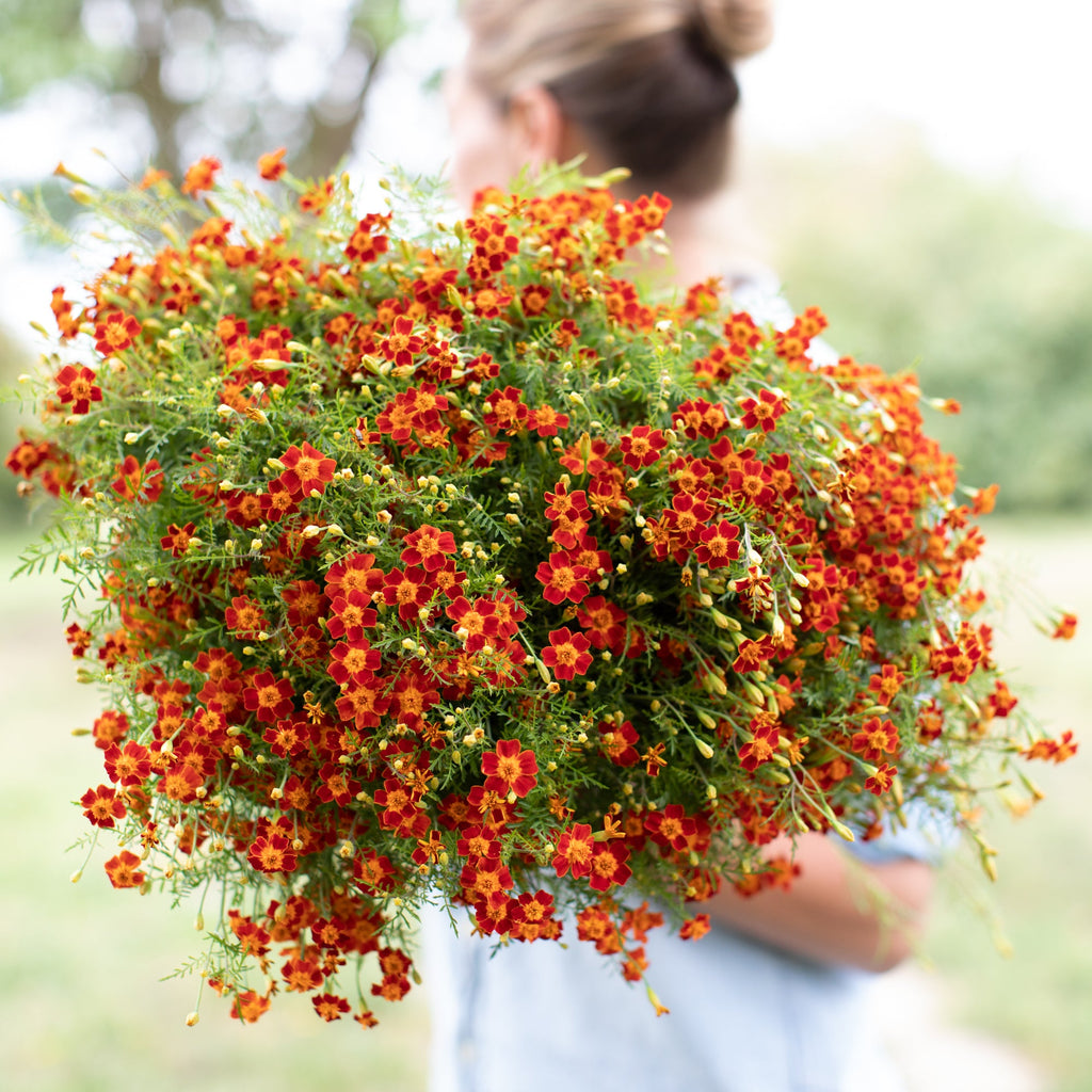 gem marigold seeds Marigold Red Gem – Floret Library