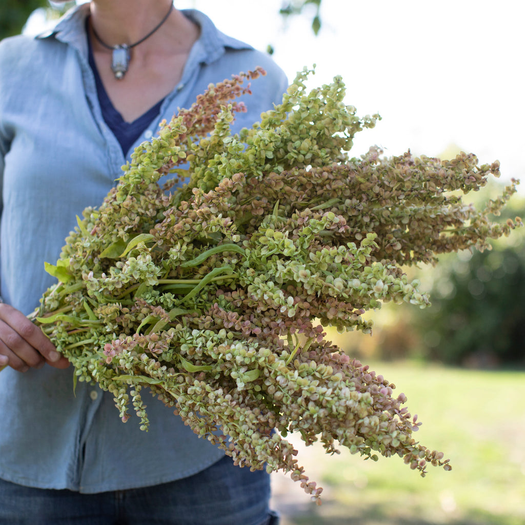 Orach Ruby Gold Floret Library