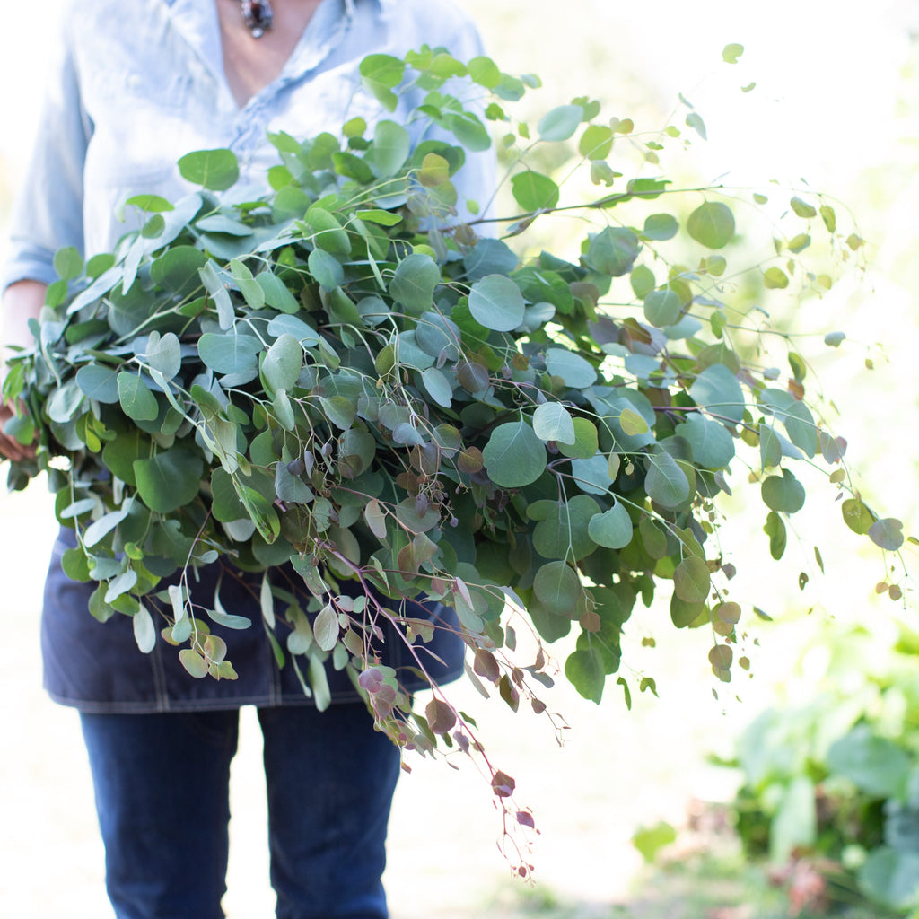 eucalyptus money plant Eucalyptus Silver Dollar – Floret Library
