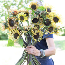 A handful of Sunflower Sparky