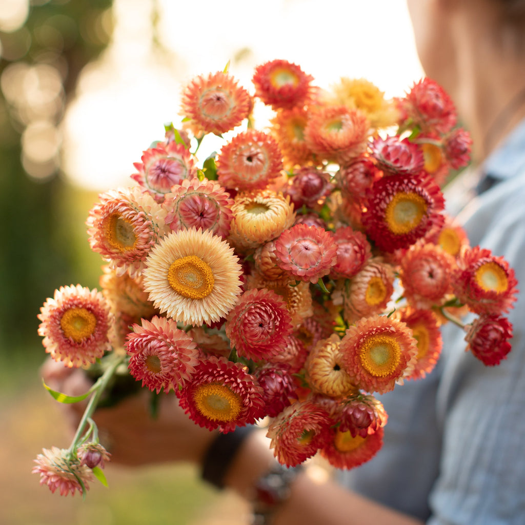 straw flower seed Strawflower Apricot Mix – Floret Library