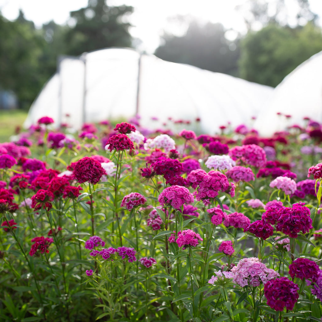 sweet william from seed to flower Sweet William Super Duplex Mix – Floret Library