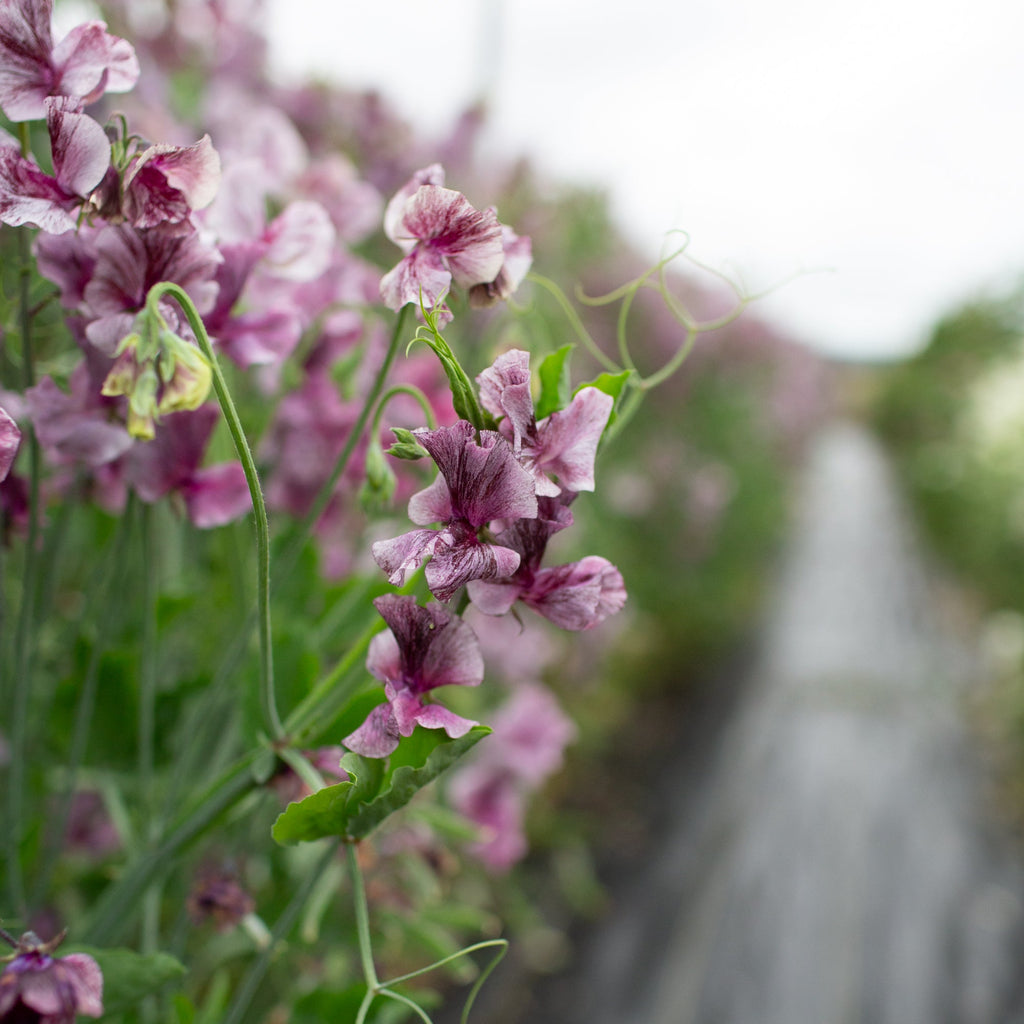 Sweet Pea Suzy Z – Floret Library
